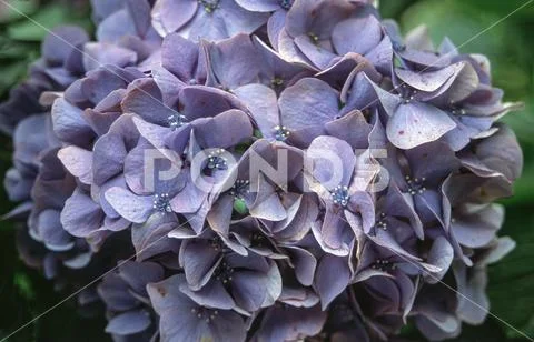 Hydrangea flowers in purple, close-up