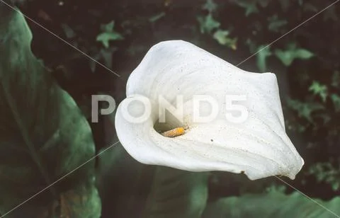 White arum blossom with pollen