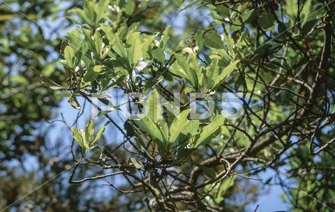 Laurel tree, branches and leaves