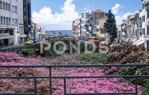 Sea of Flowers over the canal in Funchal