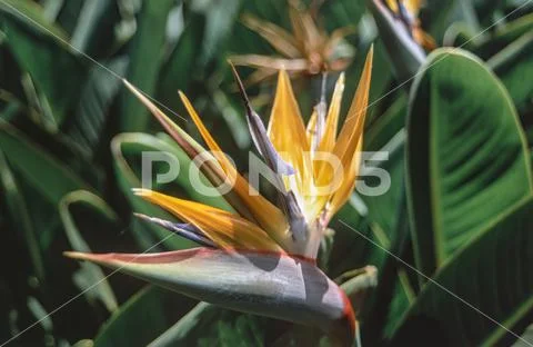 Strelizie flower in the Madeira garden
