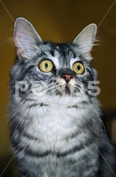 Portrait of a Maine Coon cat