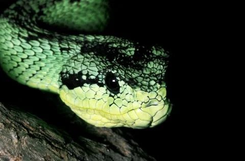 Western bush viper (Atheris chlorechis) close-up, captive (native to  Western Africa) Stock Photo