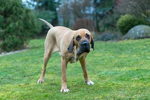 Brazilian Mastiff Or Fila Brasileiro Dog, 19 Months Old, In Front