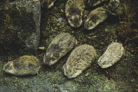 Northern bog lemmings at cliff's edge?