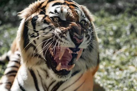 Dangerous Bengal Tiger Roaring and Jumping Isolated on White