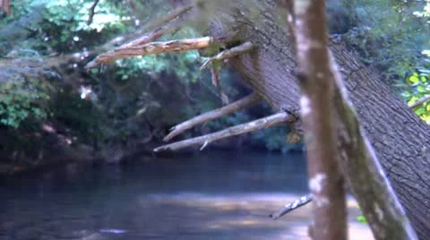 . 00 Stream with Trees in Foreground (1080-24FPS).mp4 Stock Footage 10975486