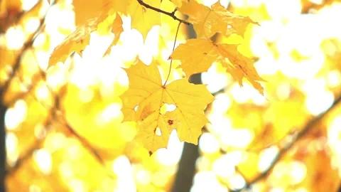 00001 10 Video stock 95636841