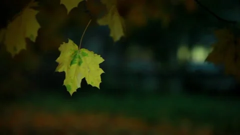 00001 31 Video stock 95643345