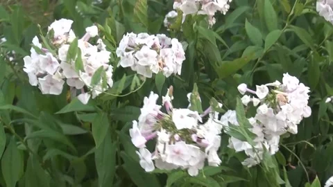 00001 Stock Footage 205493866
