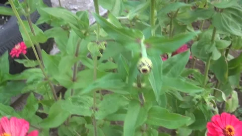 00005 Stock Footage 205493863