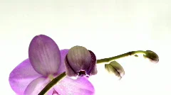 Orchid blossom time lapse