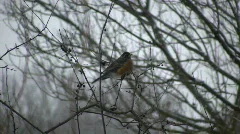 Robin sits in a tree - first sign of spring (High Definition)