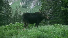Moose bull in mountain meadow HD