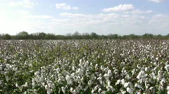 Cotton field south Texas PAN RT HD