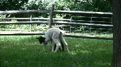 playful  adolescent alpacas