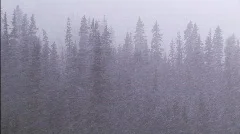 Blizzard in the forest 2