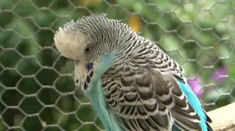 0001-bird Video stock 10910503