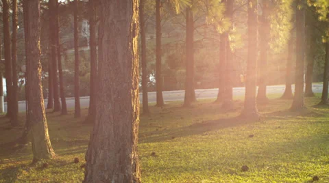 0001 Pine Tree Doves Stock Footage 37564087