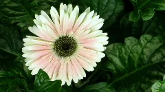 Time-lapse of pink zinnia flower growing 4