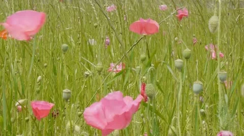 00011 Video stock 11672327