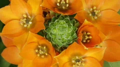 timelapse of orange flower