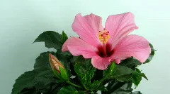 Time-lapse of dying pink hibiscus flower 1