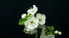Time-lapse of blooming plum branch 1
