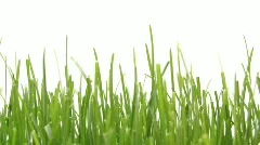 timelapse growing grass fast close
