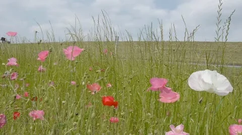 00012 Stock-Footage 11672239