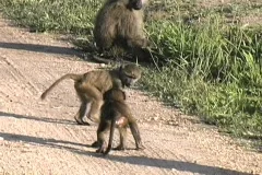 Baboon babies