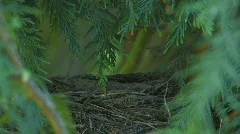 The bird Robin jumps into the nest