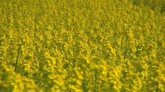 Yellow Field With Blooming Canola Flowers