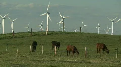Wind Farm & Cattle 9