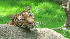 Siberian Tiger Close-up