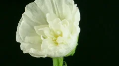 Time-lapse of blooming white filled mallow flower 2 