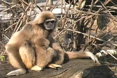 White-handed Gibbon Monkey