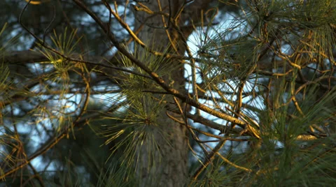 0002 Pine Tree Stock Footage 37564547