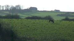 Cow Grazing on a Farm