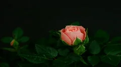 HD1080p Pink rose flowering (Time Lapse)