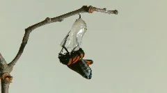 Monarch Butterfly Emerges from Chrysalis TIMELAPSE
