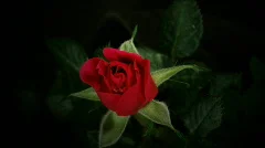 HD1080i Red rose (Time Lapse)