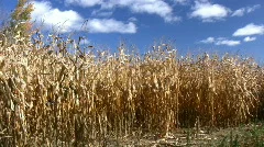 Dried Corn Field Panning Shot