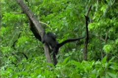 Monkey swinging closer