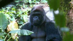 Gorilla Sitting in the Shade