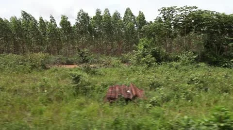 0003-Amazon-Deforest#503A1E Stock Footage 22181774