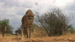 Cheetah hit and hiss close up