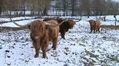 Three buffaloes in a winter zoo
