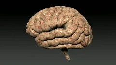 Human brain rotating,seamless loop,Alpha Channel