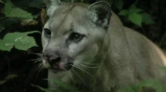 Wildlife Pacific Northwest Cougar Close up